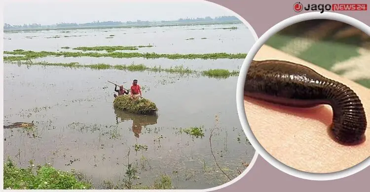 বজ্রপাত-জোঁকের ভয়ে মিলছে না শ্রমিক, ধান নিয়ে দিশাহারা কৃষক