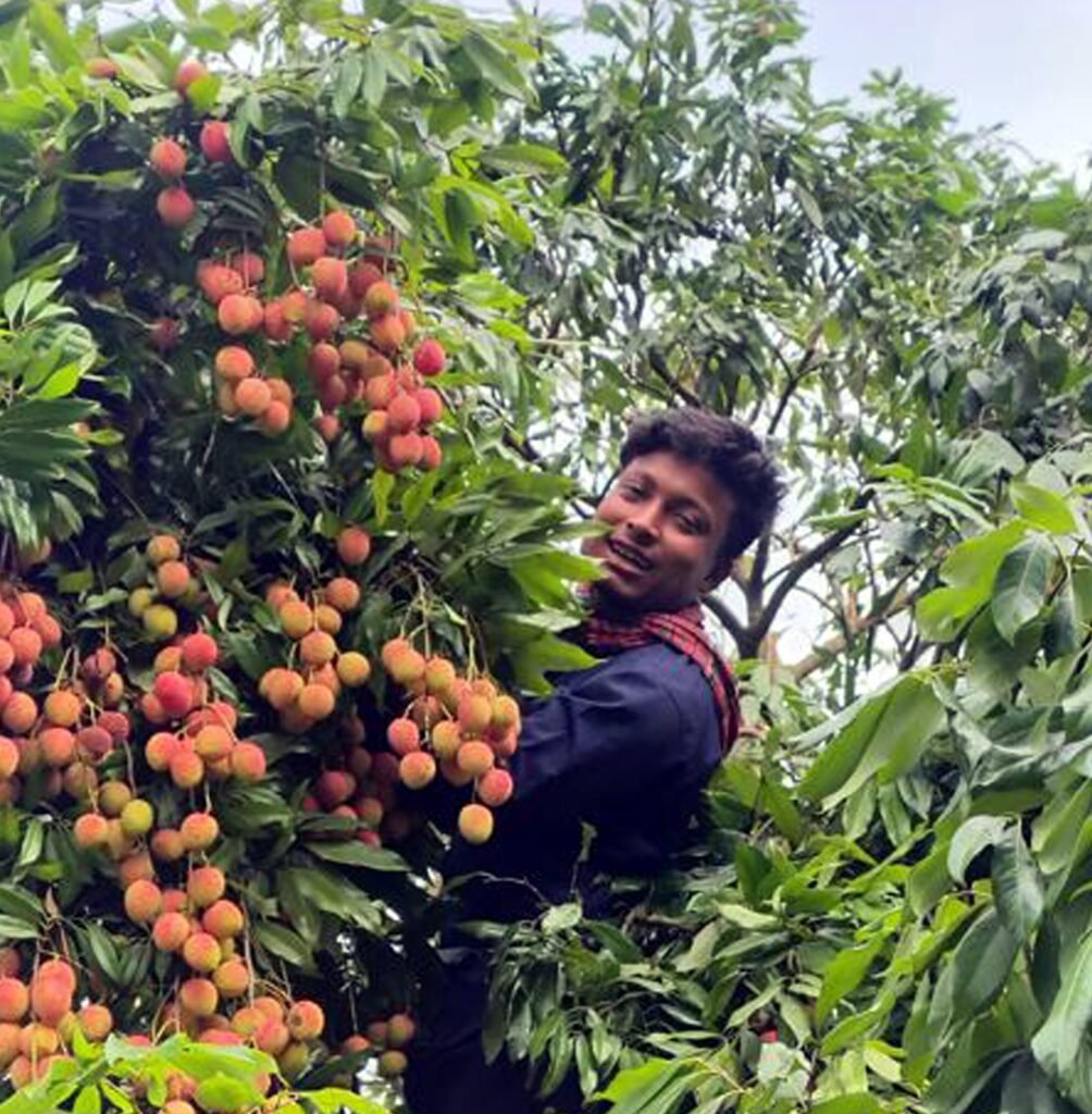 লিচুর লাল আভায় সমৃদ্ধির হাসিফুলবাড়ীর গ্রামগুলোতে ঘুরছে সম্ভাবনা ও অর্থনীতির চাকা