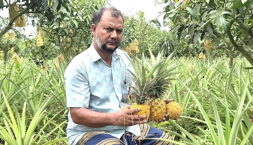আম বাগানে সুমিষ্ট আনারস নওগাঁর অর্থনীতিতে সম্ভাবনার নতুন বার্তা
